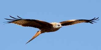 Red kites were widespread in the Middle Ages, but treated as vermin, and alternately persecuted and protected, as they performed the useful function of clearing up carrion and rotting food from the