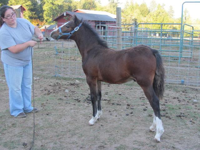 These are not culls. >BC I Can t Believe She Is Not Black: 3 yr old bay Foundation Certified ASPC filly, 40.