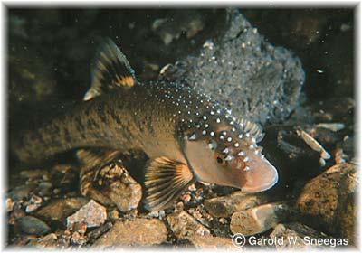 thermally transitional fishes are