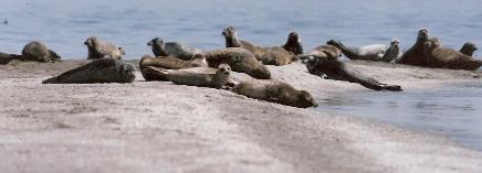 Caspeco plan for Special Protected Areas for seals (SSPAs)
