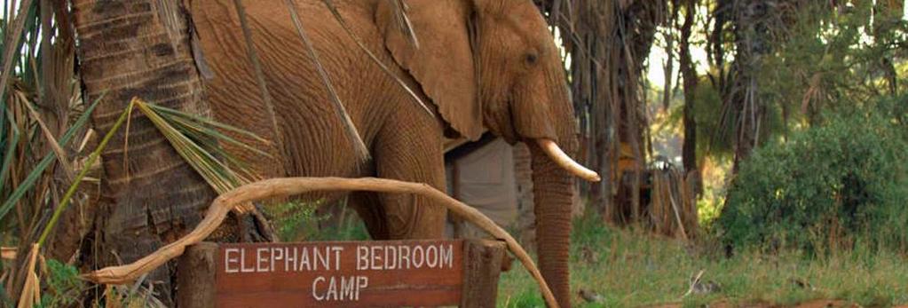 Check in first at Elephant Bedroom Camp, a tented camp on the Ewaso Nyiro River.