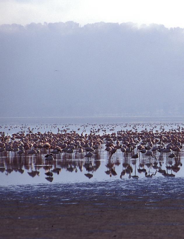 Lake Nakuru, eating a picnic lunch en-route. Lake Nakuru is world famous for its stunning flocks of lesser flamingo, which literally turn its shores pink.