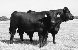 Fall Bred Females and/or Fall Pairs Judd Ranch First Calf Heifer & Note the Scalebusting Bull Calf 24 JRI Ms Victoria 207Y742 ET ET Black Homo.