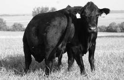 This young black, homozygous polled purebred Top Secret daughter would be an ET full sister to Judd Ranch s calving ease breed trait leader JRI Journey 207S74 (deceased) and in turn, she would be a