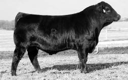 125G3) JRI Ms Sweet Pea 293U4 JRI Ms Profit Agent 293R3 (JRI Ms 293N61) Wow, take another hold here as this big time producer flat knows how to put money in the bank and bring home the scalebusters.