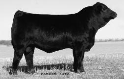 Fall Bred Females and/or Fall Pairs 39 40 JRI 254Y761 Full Brother to Lot 39 JRI Ms Bombshell 254Y763 ET Black Homo.