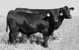 Extra Stuff 254P652 ET JRI Ms Pd Checkers 254G51 (JRI Ms 254C4) That s one of JRI Ms Bombshell 254Y763 ET s National Champion Pen Bull brother s photographed above and in total Bombshell s super dam