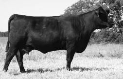 Blackstar 270K75 ET (JRI Ms 270E62) JRI Ms Lacy 270C25 nursed a calf raising machine third-calf heifer and oh my, Lacy s young mama flat knows how to bring home the beef and cash.