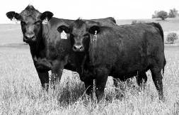 Fall Yearling (Ready to Breed) Open Heifers 85 JRI Ms Copy Cat 254R64 Dam of Lot 85 JRI Ms Izzy 254B78 D. Black Homo.
