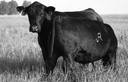 Fall Yearling (Ready to Breed) Open Heifers 91 Judd Ranch First Calf Heifer Maternal Sister to Lot 91 JRI Ms Kittie 148B31 Homo. Black Homo.