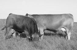 Fall Yearling (Ready to Breed) Open Heifers 97 Judd Ranch Mama with Her Powerhouse Bull Calf JRI Ms Elisa 11B23 Homozygous Polled Balancer Fall Open Heifer 1296603 Tattoo: 11B23 BD: 9/9/14 BW: 73 WW: