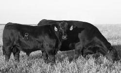 Fall Yearling (Ready to Breed) Open Heifers You ll Find Great Cow Families Behind Every JR Female 109 JRI Ms Stellar 253B14 D. Black Homo.