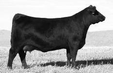 Cleopatra s grandam JRI Ms Pd Blackhills 254E52 has been honored four times as a Dam of Merit and four times as an elite Dam of Distinction.