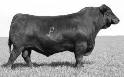 Now pencil-in Top Producers sire Pop A Top and cattlemen, I m here to tell you the Pop A Top daughters are calf raising machines with unbelievable fertility.