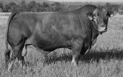 Secret. To date 384 calving ease/beefpacking Top Secret sons have sold through the annual Judd Ranch bull sale with a whopping $4,613 average.