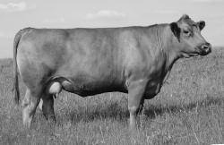 Outback 142X daughters as SLC Outback 142X offers you total outcross Canadian genetics to all sire lines in the USA.