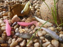 A great lure for winter barra is the ZMan 3" MinnowZ in a variety of colours, a few of my favourites being Opening night, Pearl, Houdini and New Penny.