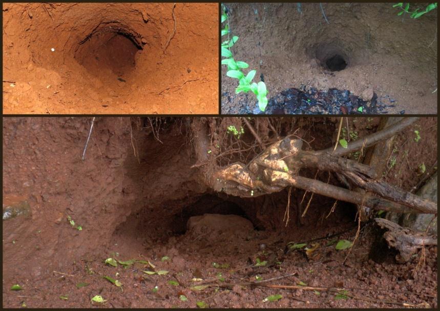 Figure 8: Pangolin burrows seen during the survey Camera trap Camera trap is one of the widely used techniques for monitoring and filming wild animals