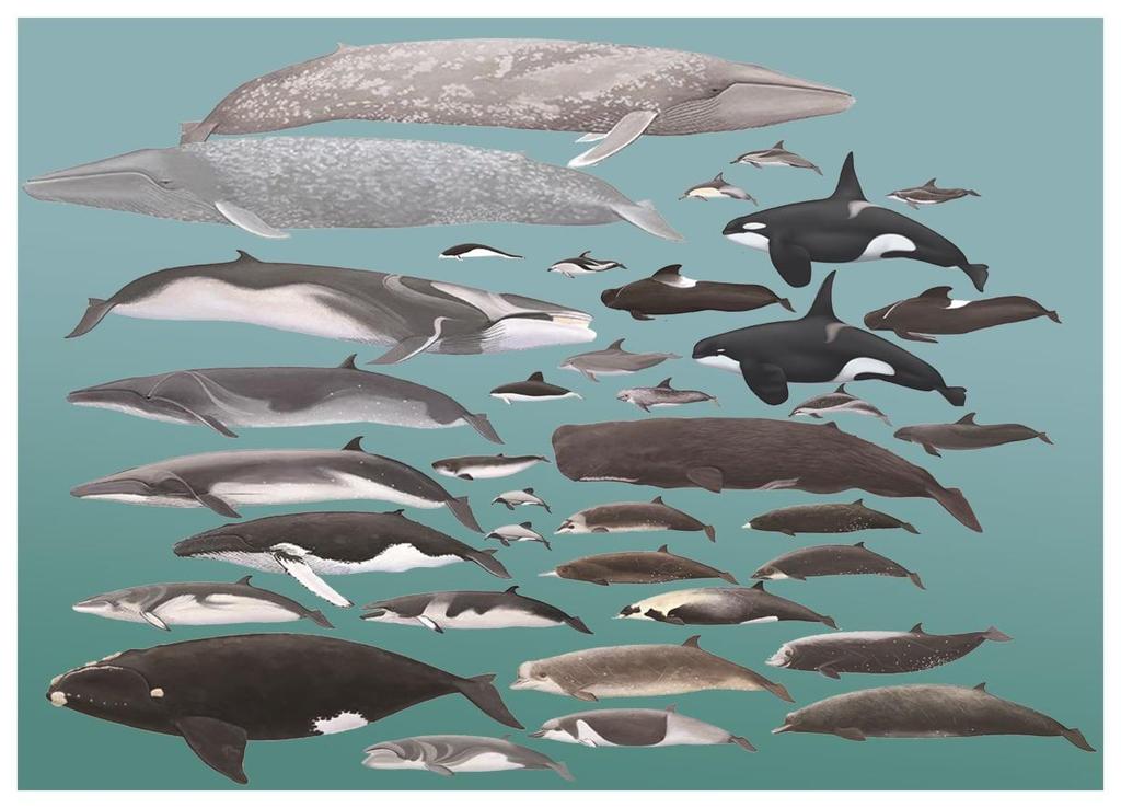 Cetaceans of the STB Cook Strait region 34+ species 635 stranding