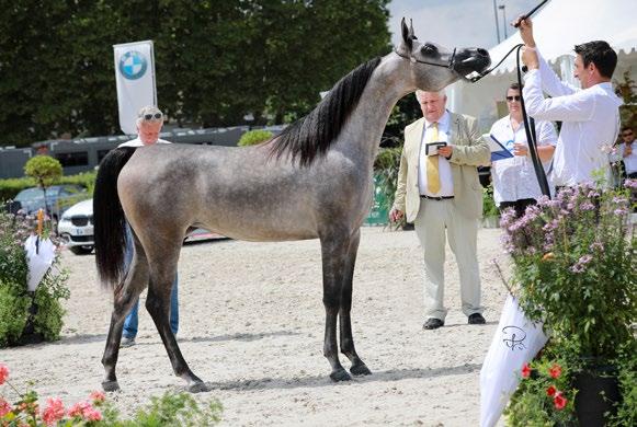 CARTHEREY Best French Horse AJMAN MONISCIONE YALLAH BINT MAHALIM B: CHANTAL
