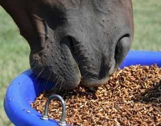 For many horse owners this is a time to give their over stressed bank account a break and offer their horse(s) a maintenance diet based on hay and hopefully a balancer pellet to provide the necessary