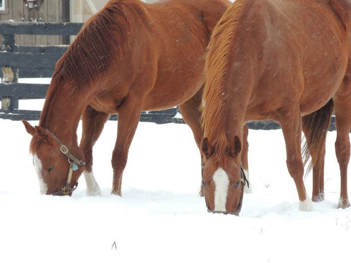 Prevention of Impaction Colic in Winter Weather Winter, with its icy water sources and lowered equine activity levels, is one of the riskiest times for horses that tend to develop intestinal