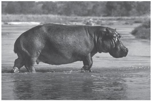FAST-R + Formative Assessments of Student Thinking in Reading Name Hippopotamus Nonfiction ate Teacher/lass When you see a hippopotamus at the zoo, you know it is large. Just how large is it?