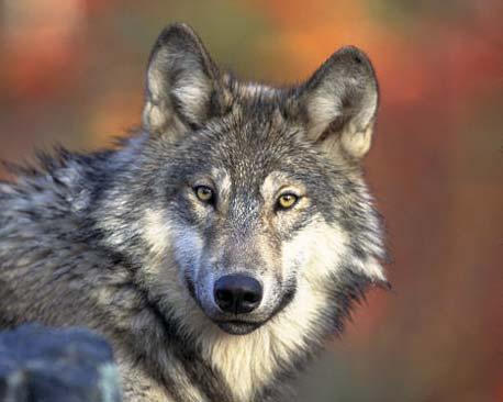 Southwest Alberta Wolves: Prey, Movements, and Habitat Andrea Morehouse, M.Sc.