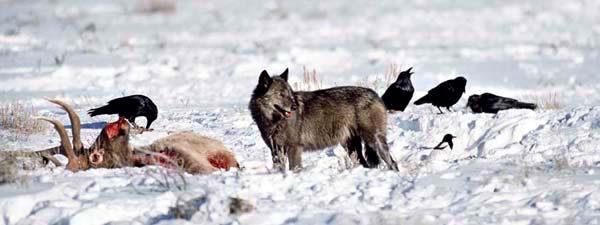 Kill site analysis What are wolves eating and killing?