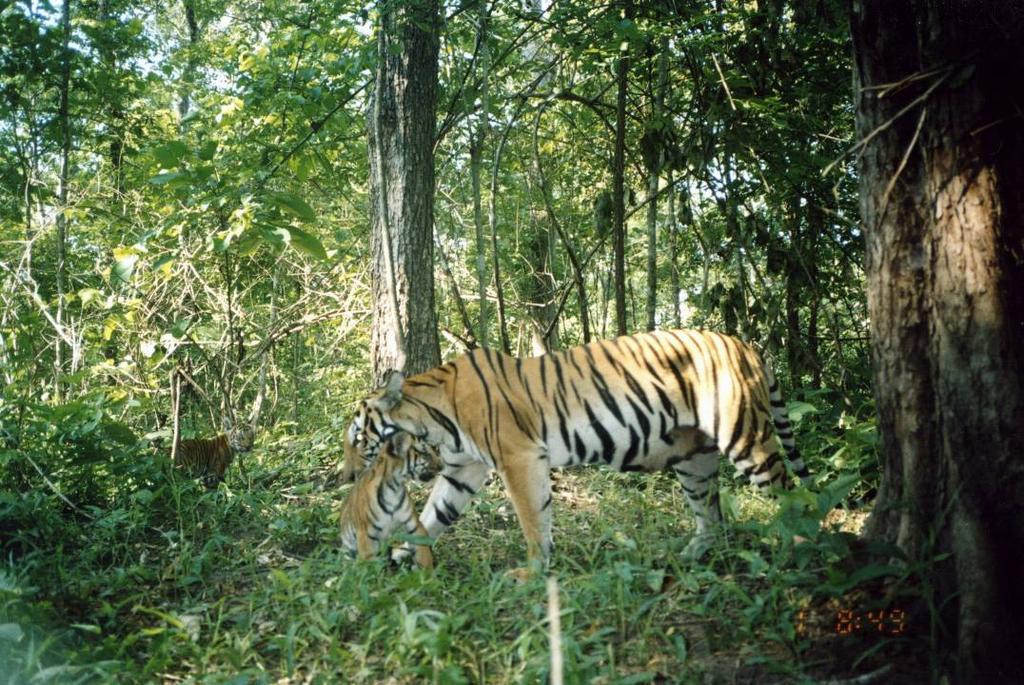 PROTECTING THE CORE TIGER BREEDING AREAS: INTRODUCING