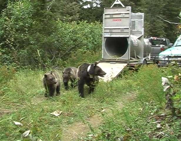 Radio collared bears are the basis for determining population trend
