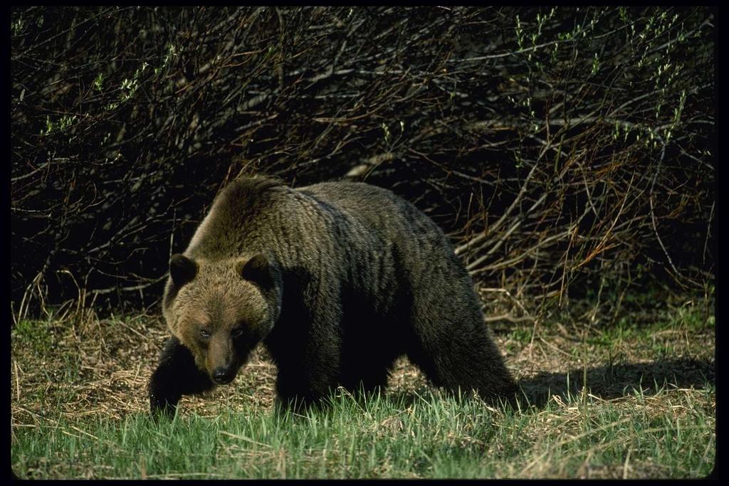 QUESTIONS? Reports found at: https://www.fws.gov/mountain-prairie/es/grizzlybear.