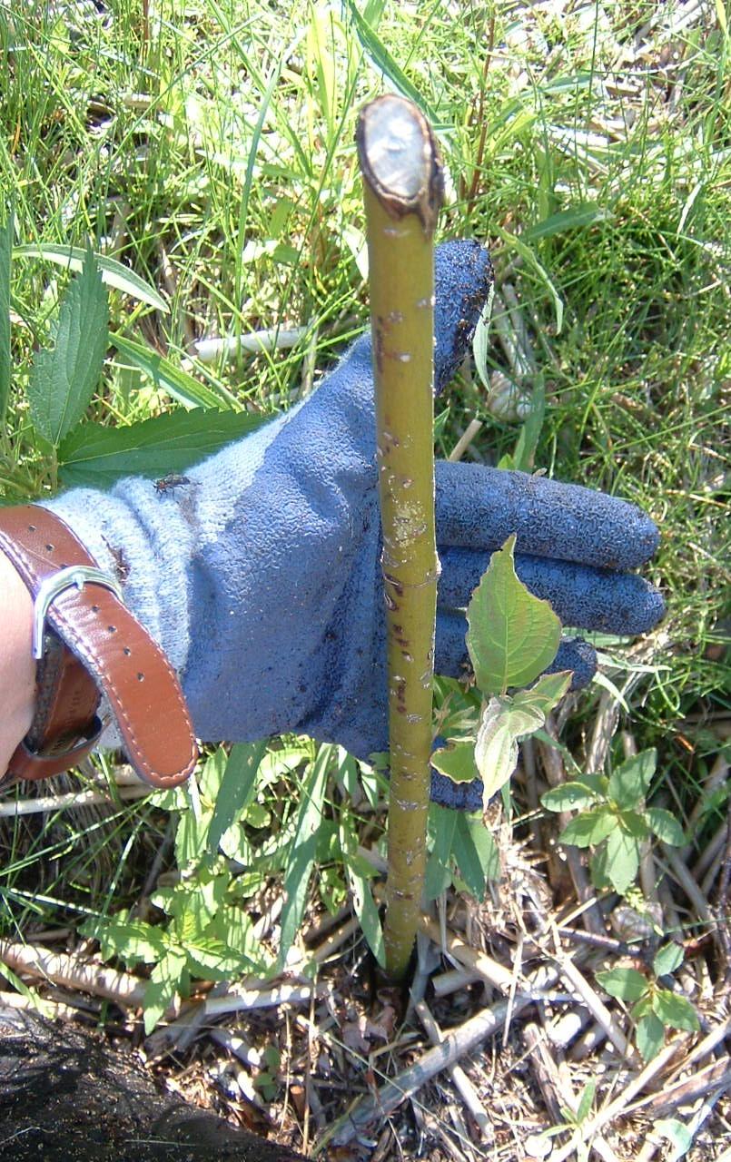 Joint Planting/Native Shrubs Native shrubs Stakes, whips, bare root, plugs Harvesting,