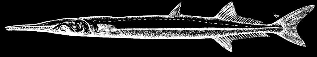 2160 Bony Fishes Tylosurus crocodilus crocodilus (Peron and LeSueur, 1821) Frequent synonyms / misidentifications: Tylosurus raphidoma (Ranzani, 1842) / None.