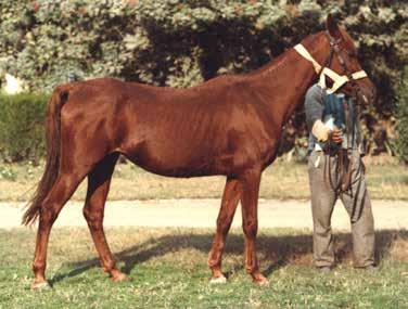 The Kuhaylan strain was not only introduced into Egypt via the Rodania line but also the Royal Inshass Stud founded it beginnings on the mare El Kahila, a legendary Kuhaylan Kroush mare acquired in
