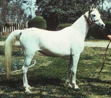It has been said that the Kuhaylan is the oldest Arabian strain of all so it is undeniably prevalent in the entire Arabian breed.