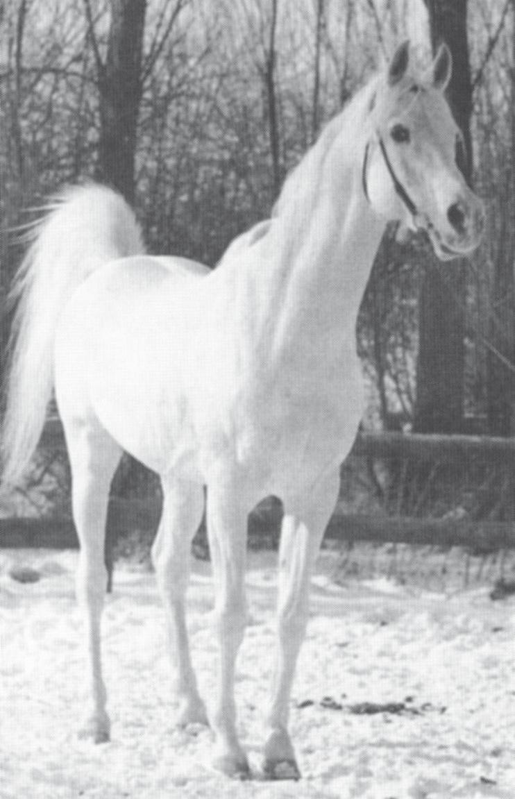 Bint Rissala, though related to Bint Riyala was a different type of mare resembling more her sire Ibn Yashmak. She was tall, elegant and tended to produce size, elegance and brilliant motion.