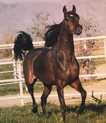This is the dam line of the splendid producer Omnia (Alaa El Din x Ameena). I remember in 1975 seeing the stunning full brother to Omnia, Mahran imported to the US.