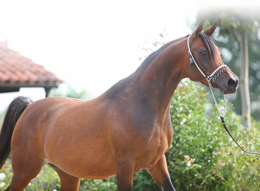More superb examples of this Omnia line include the beautiful bay mare VP Athalheid (Grea