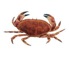 Volume Value 1.7. Focus on edible crab The edible or brown crab (Cancer pagurus) is the most commercially important species of crab in Europe.