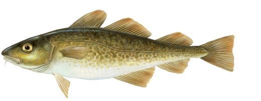 4 Case study Atlantic cod in the EU 16 4.1. Introduction Atlantic cod (Gadus Morhua) is a benthopelagic fish that inhabits the water just above the sea bottom, feeding on zooplankton, fish and benthos.