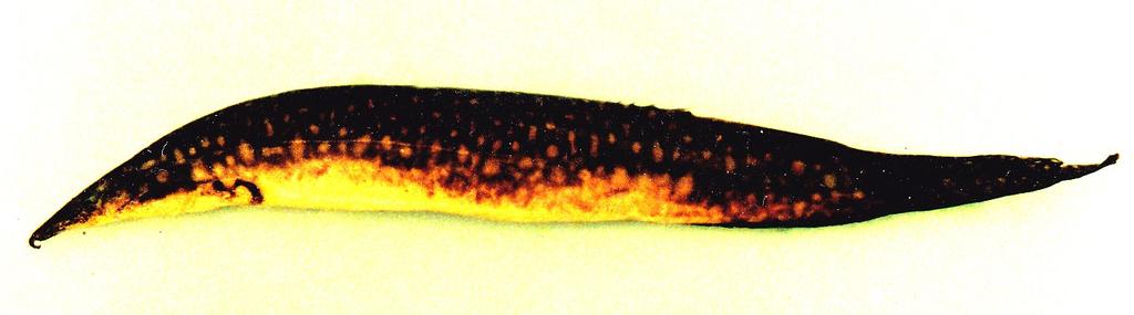 Figure 1. Macrognathus siangensis sp. nov. 43/NH/MUM 115.