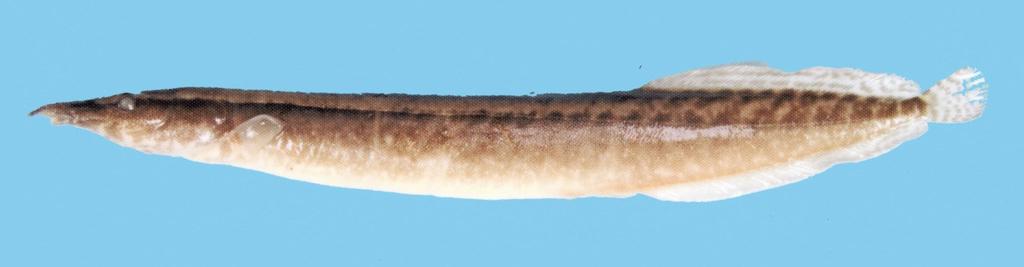 Spiny eels of the genus Mastacembelus in the Northeast