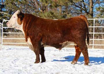 Dam is a Donor cow that sold in our female sale in 2015 to Nichols Herefords in Kansas. Sons have sold to Ron Buckman and Joe Miller in North Dakota in previous sales.