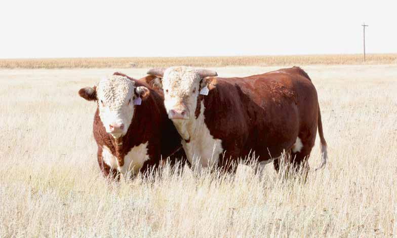 52nd Annual Production Sale MRNAK Hereford Ranch Bowma