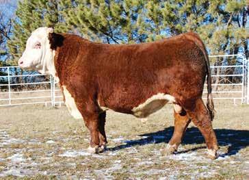 They are very eye appealing with loads of performance. Owned with Klein Herefords at Scranton, N.D.