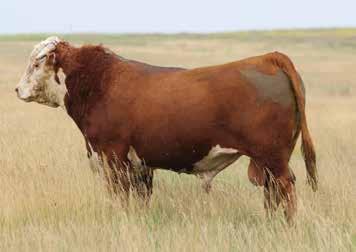 His sons in this offering are moderate framed and extremely thick made, and his daughters are super feminine. 382 was our top selling bull in 2015 going to Church Ranch in Canada.