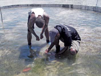These men helped the scientific staff with monitoring the released sandfish juveniles, and they checked pens
