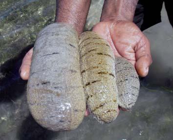 Spawning of hatchery-produced sandfish was observed in November 2009 and March 2010 (Fig.