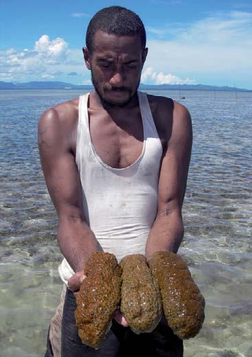 Locals report that other valuable sea cucumber species have increased in number and size within the MPA (Fig. 14).